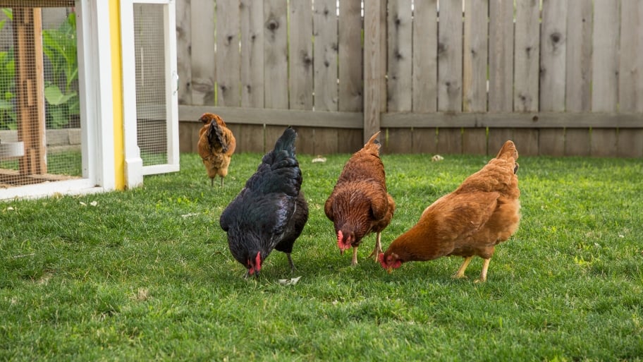 Four chickens forage in a backyard